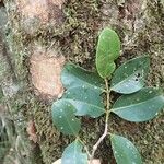 Syzygium mouanum Blad