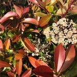 Photinia serrulataЛист