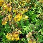 Geum rivale 整株植物