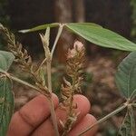 Flemingia semialata Flower