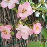 Rosa elliptica फूल
