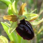 Ophrys passionis Ostatní