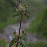 Pedicularis gracilis Yeri