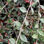 Cotoneaster franchetii List