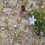 Wahlenbergia capillaris Flower