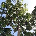 Cecropia schreberiana Otro