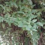 Jasminum beesianum Hoja