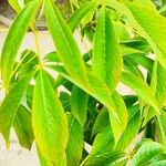 Aesculus glabra Levél