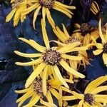 Ligularia dentata Λουλούδι