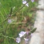 Verbena officinalisFlors