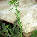 Euphorbia exigua Otro