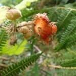 Rubus alceifolius Fruit