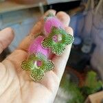 Kohleria warszewiczii Flor