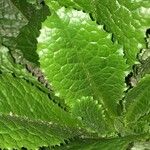 Lactuca virosa Leaf