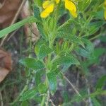 Genista germanica Leaf