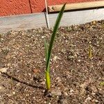 Allium coloratum Blatt