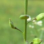 Lepidium graminifolium Плод