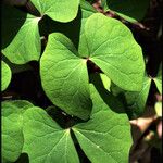 Jeffersonia diphylla Leaf