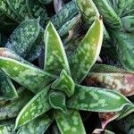 Gasteria obliqua Leaf