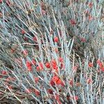 Ephedra intermedia Blad