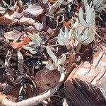 Cheiridopsis denticulata Hoja