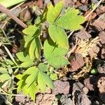 Dicentra spectabilis Hoja