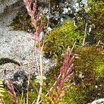 Catapodium rigidum Flor