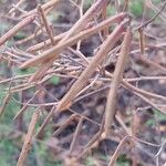 Indigofera tinctoria Fruto