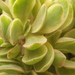 Aeonium goochiae Hoja