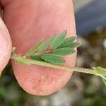 Vicia lentoides Levél