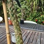 Austrocylindropuntia cylindrica Koor