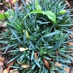 Dianthus subacaulis Blatt