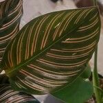 Calathea spp. Leaf