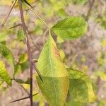 Aegle marmelos Blad