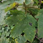 Acer pseudoplatanusYaprak
