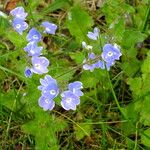 Veronica chamaedrys Flower