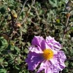 Cistus creticusFlower