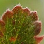 Potentilla frigida Leaf