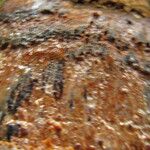 Coelocaryon preussii Corteza