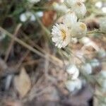 Pseudognaphalium californicum Flors