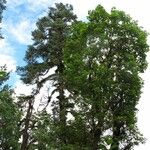 Acer campbellii Buveinė