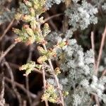 Artemisia herba-alba ᱵᱟᱦᱟ