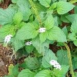 Heliotropium indicum Blad