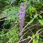 Buddleja japonica Hemsl.Cvet