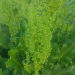 Rumex confertus Frukto