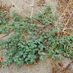 Tribulus terrestris Habit