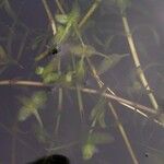 Lemna trisulca Hoja