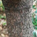 Prunus lusitanica Cortiza