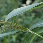 Melinis minutiflora Bloem