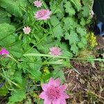 Astrantia maxima Flower